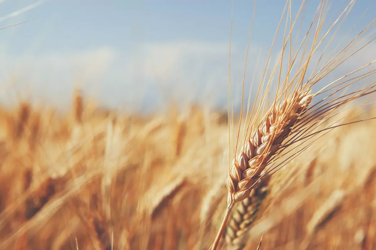 barley field