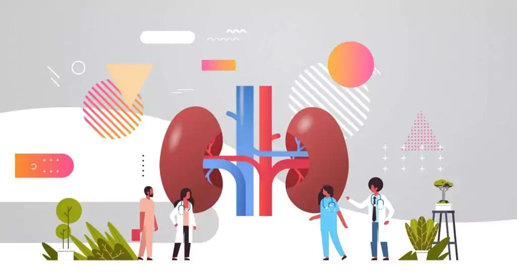 illustration of kidneys