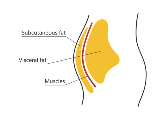 stomach fat